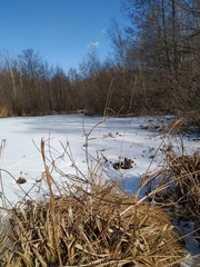 Calamagrostis stricta