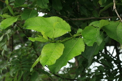 Populus maximowiczii