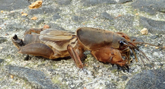 Gryllotalpa australis