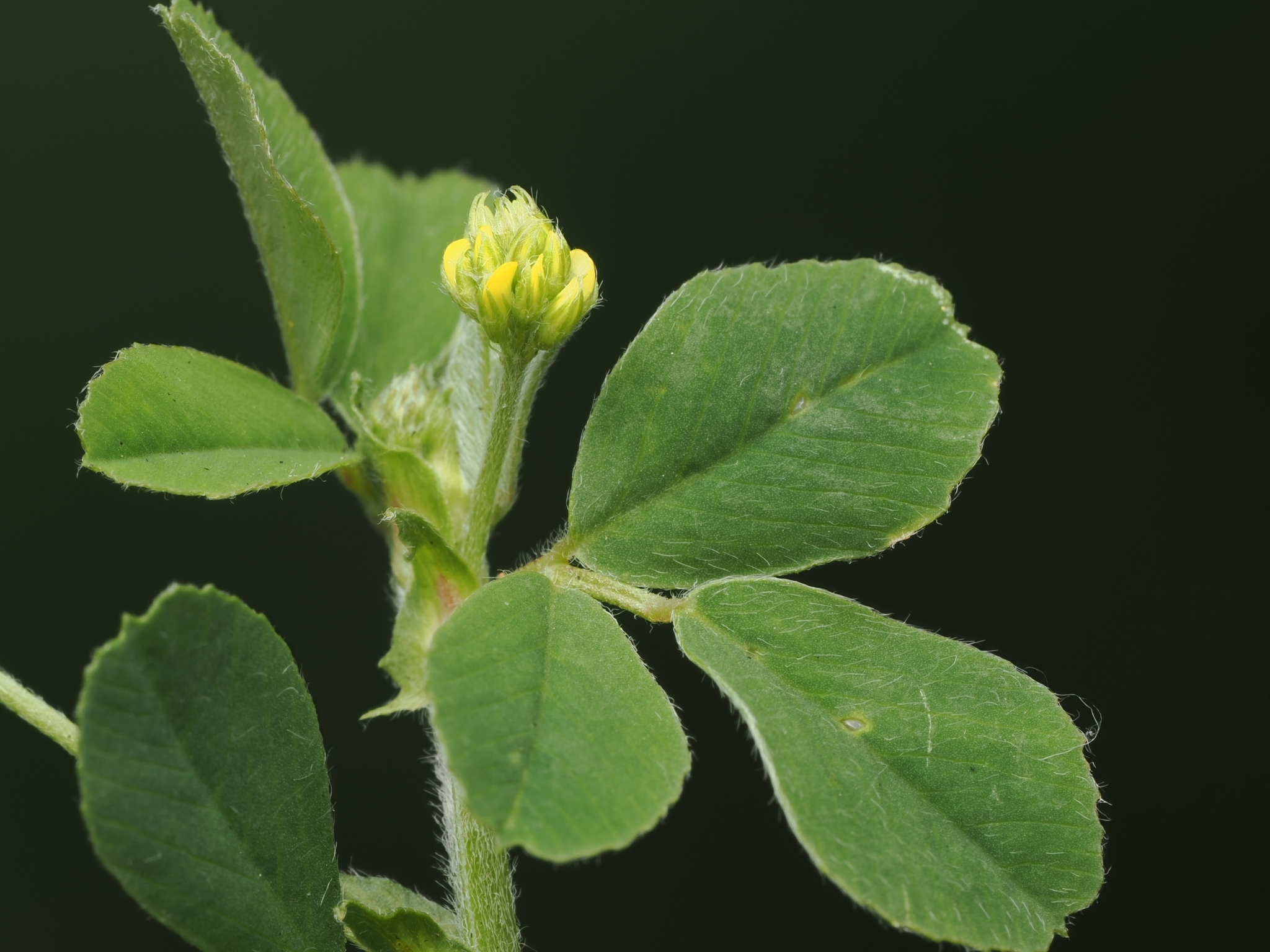Black Medick (Medicago lupulina)