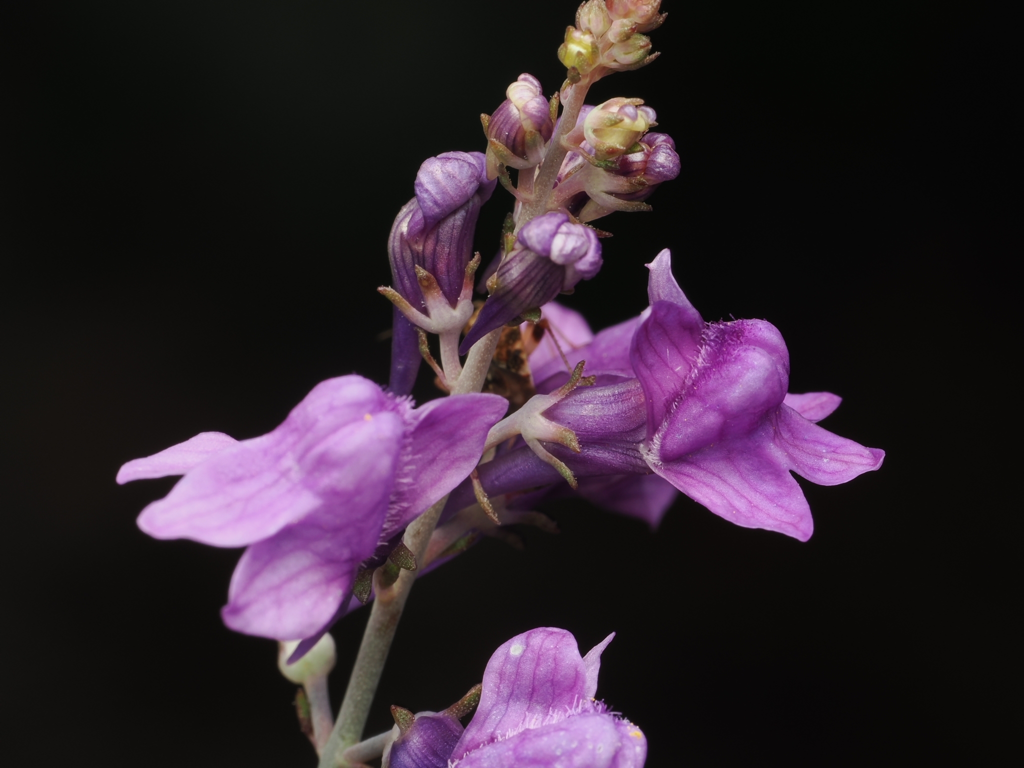 Purple Toadflax (Linaria purpurea)