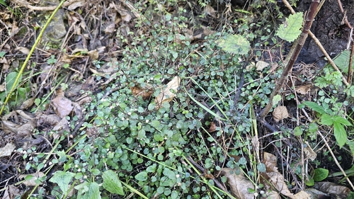 Scutellaria novae-zelandiae, photograph 5