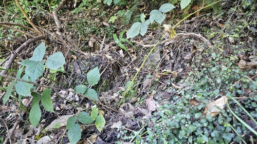 Scutellaria novae-zelandiae, photograph 6