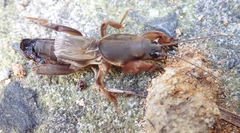 Gryllotalpa australis