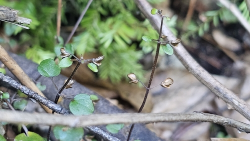 Scutellaria novae-zelandiae, photograph 1