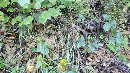 Scutellaria novae-zelandiae, photograph 2