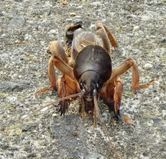 Gryllotalpa australis