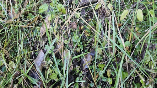 Scutellaria novae-zelandiae, photograph 4