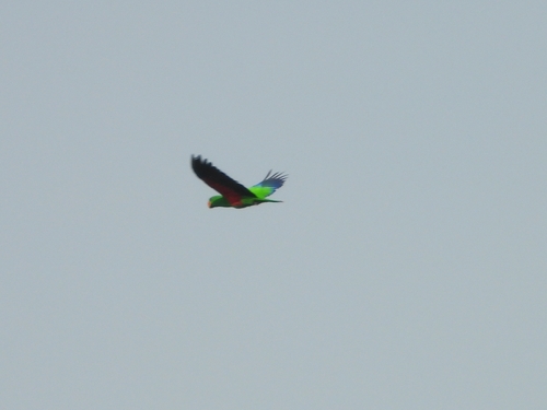 Eclectus roratus