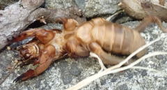 Gryllotalpa australis