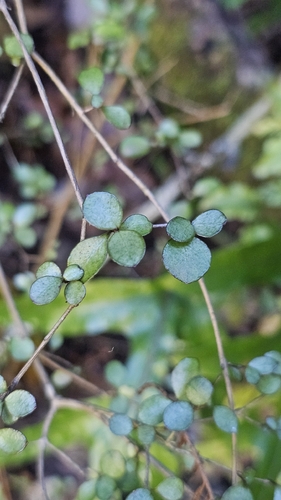 rōhutu (Neomyrtus pedunculata)