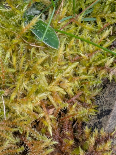Pointed Spear-moss (Calliergonella cuspidata)