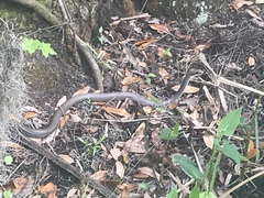 Coluber constrictor latrunculus