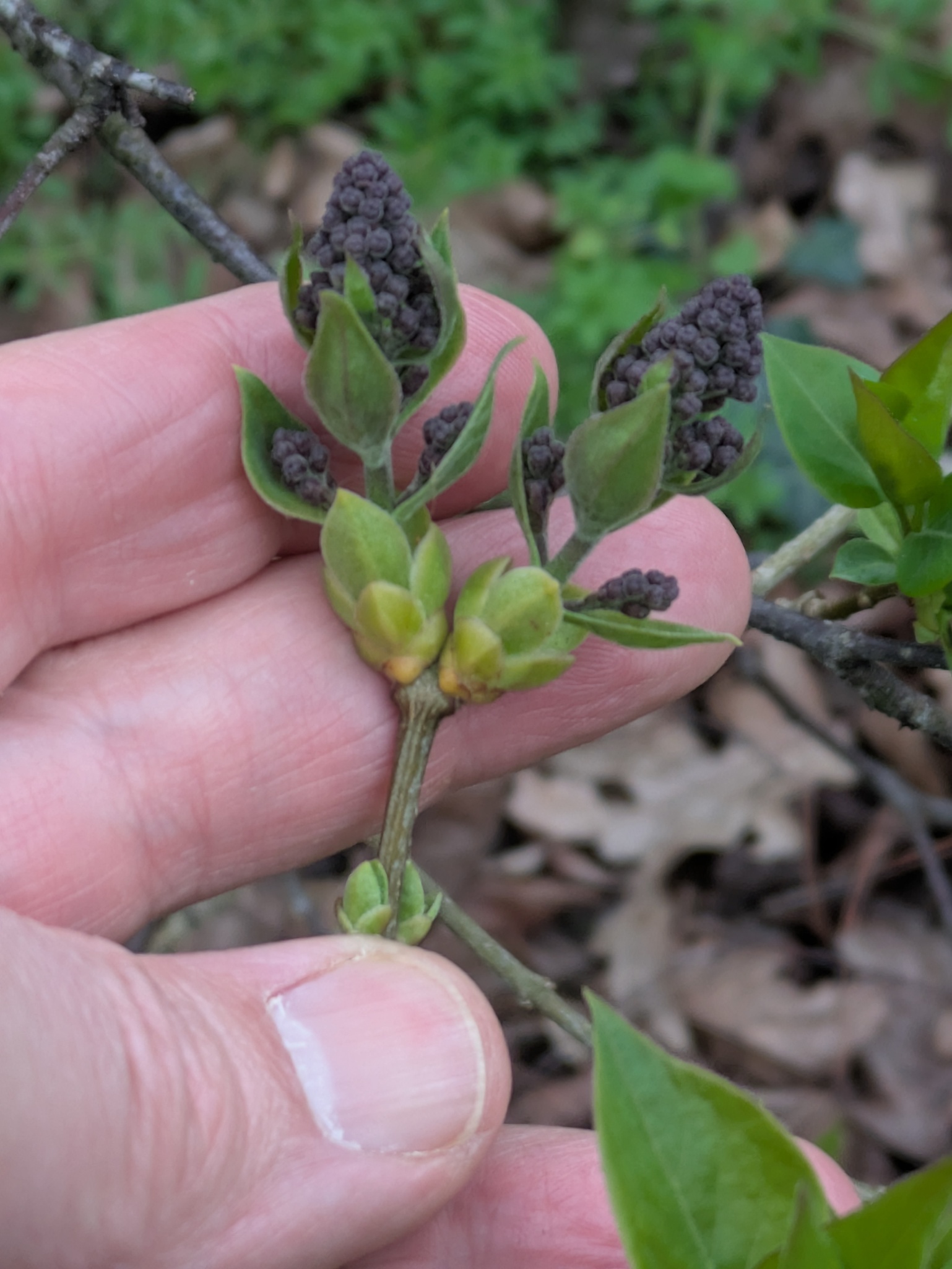 Common Lilac (Syringa vulgaris)