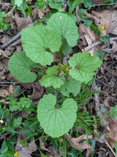 garlic mustard (Alliaria petiolata)