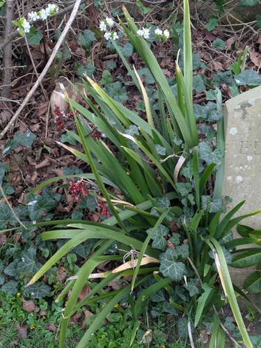 Stinking iris (Iris foetidissima)