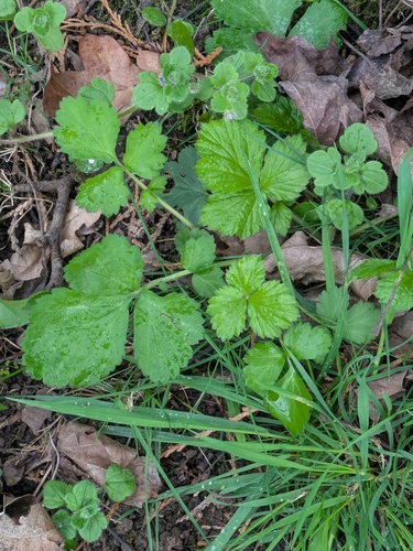 Wood Avens (Geum urbanum)