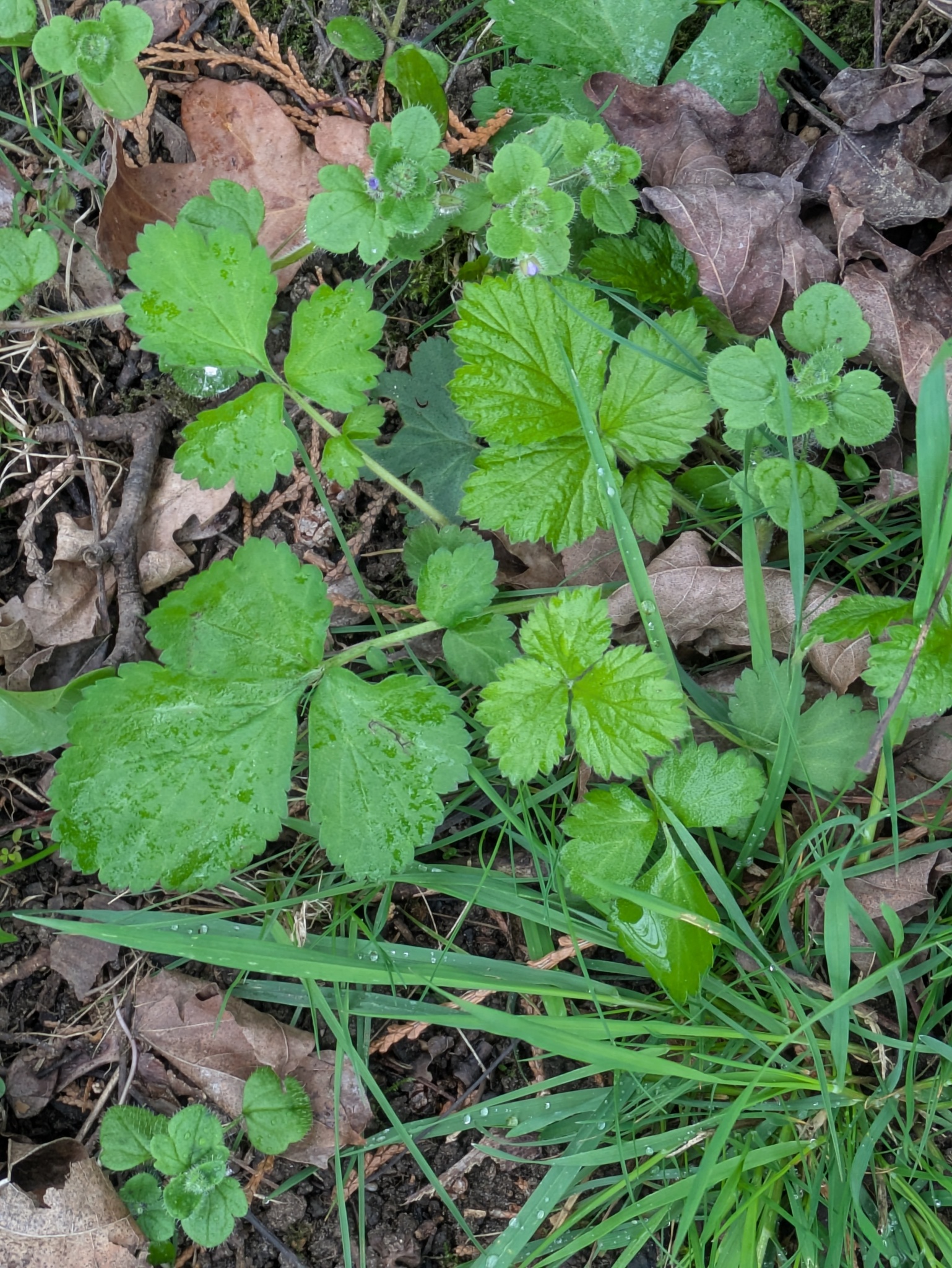 Wood Avens (Geum urbanum)