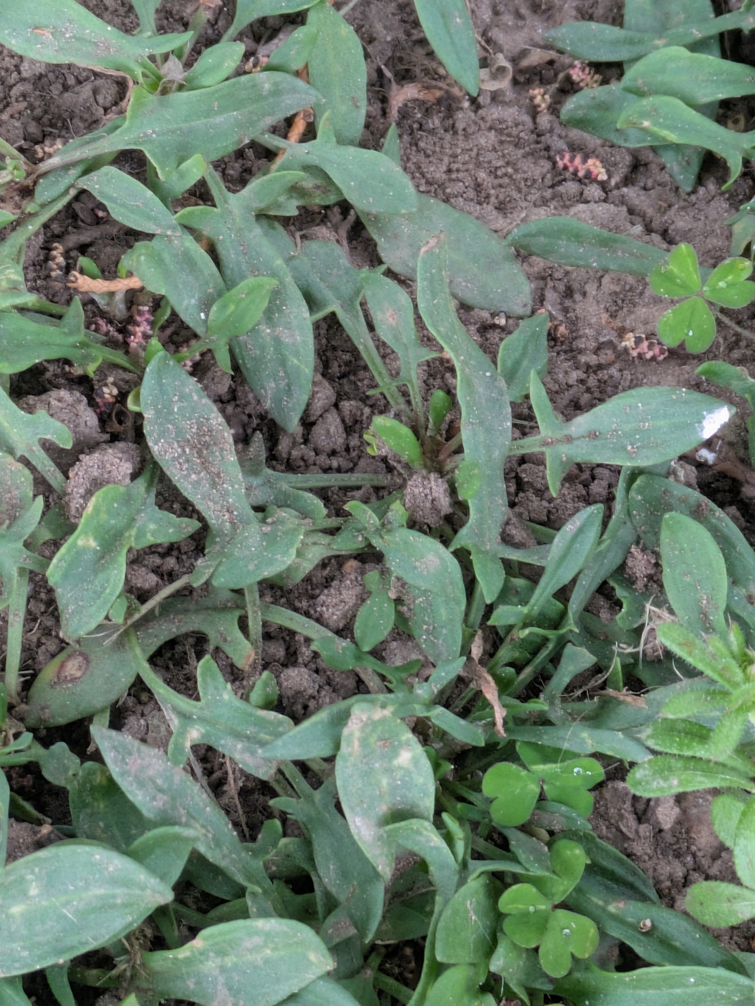 Sheep's Sorrel (Rumex acetosella)