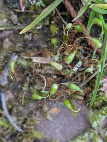 Bonfire moss (Funaria hygrometrica)