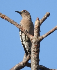 Melanerpes hypopolius