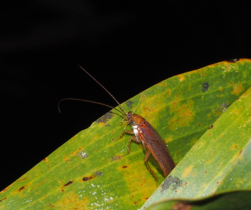 Balta verticalis