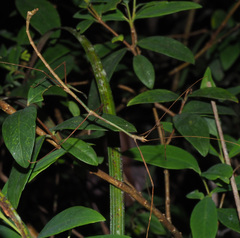 Austrocarausius coronatus