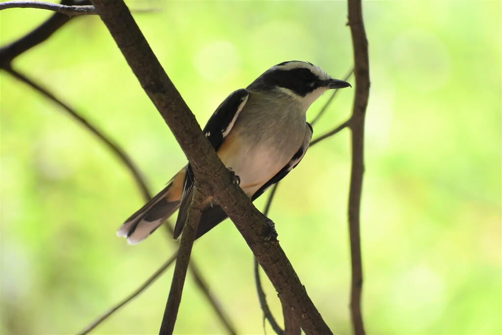 Buff-sided Robin from Lawn Hill QLD 4825, Australia on April 14, 2018 ...