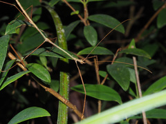 Austrocarausius coronatus