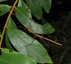 Sipyloidea larryi