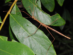 Sipyloidea larryi