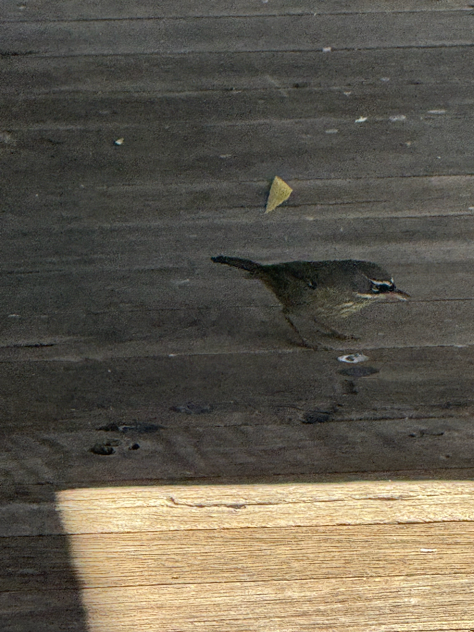 Spotted Scrubwren (Sericornis maculatus), photo 9