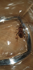 Leptoglossus occidentalis