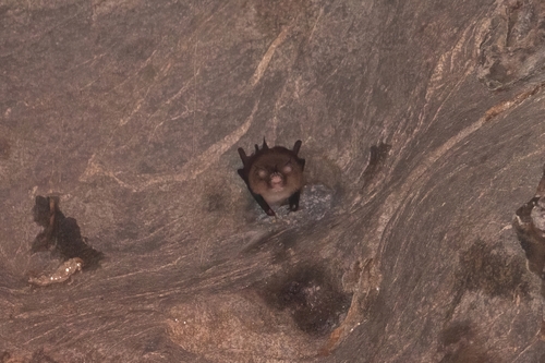 Aselliscus observed 2026-04-03