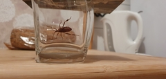 Leptoglossus occidentalis