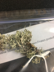 Ramalina calicaris