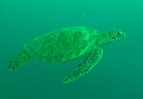 Green turtle