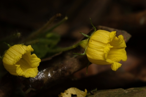 Thladiantha angustisepala