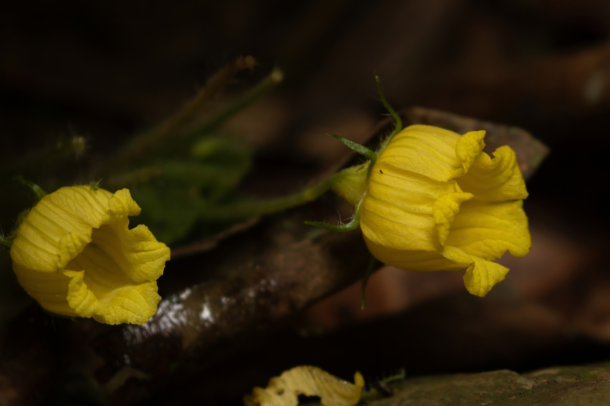 Thladiantha angustisepala (Thladiantha angustisepala)