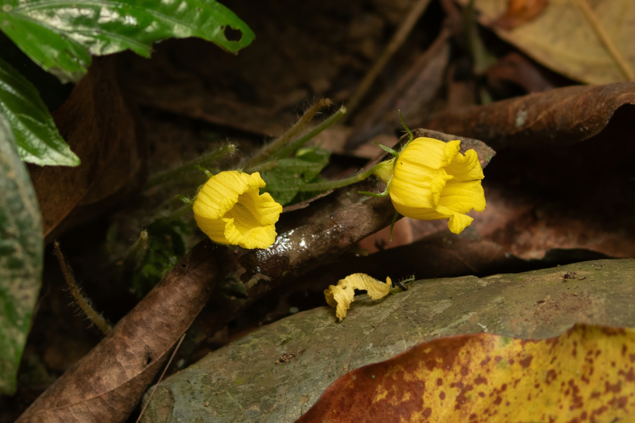 Thladiantha angustisepala — ảnh 2