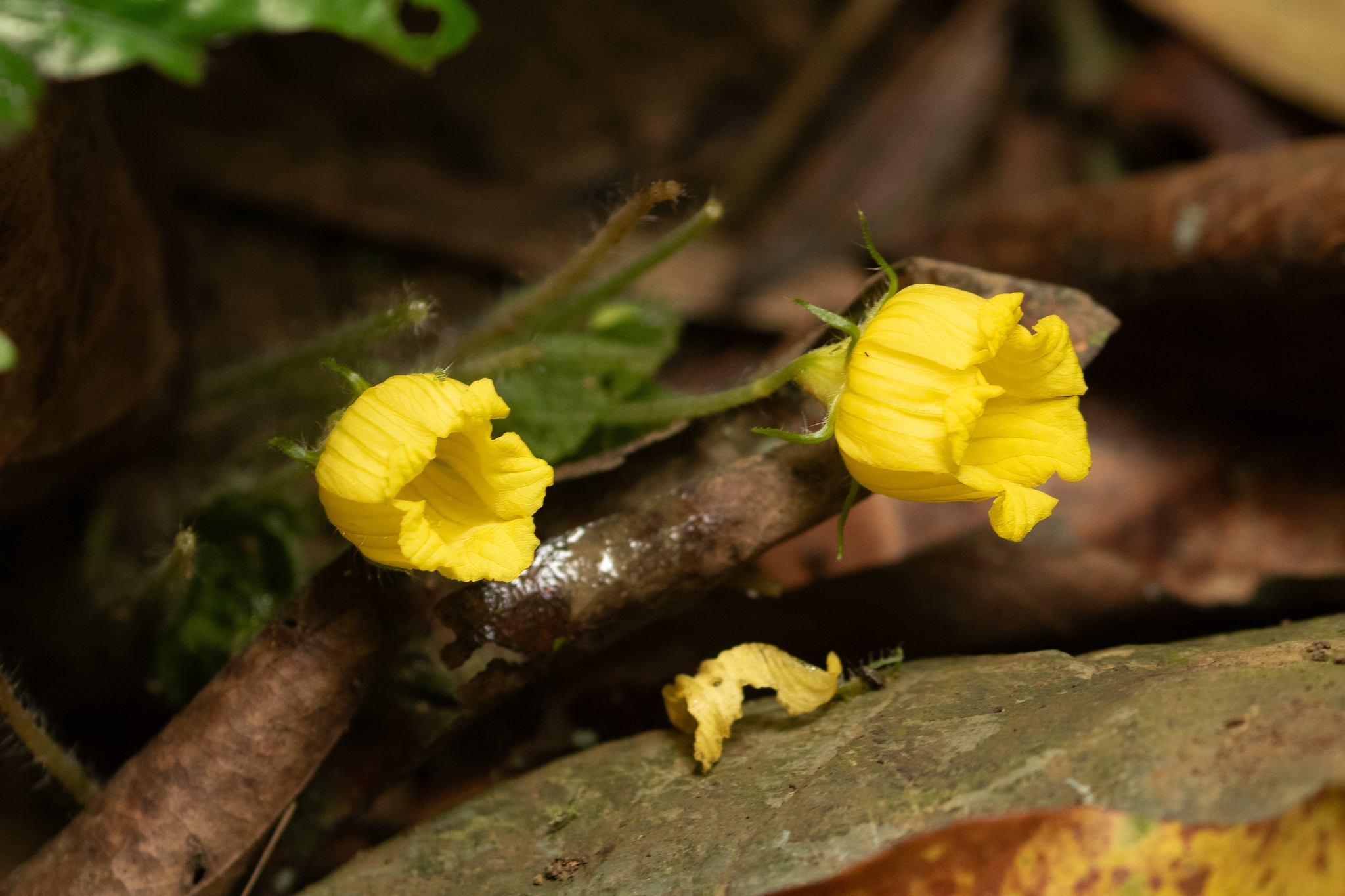 Thladiantha angustisepala — ảnh 3