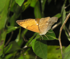 Cirrochroa tyche mithila