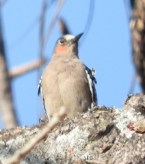 Melanerpes hypopolius