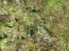 Pachygrapsus socius