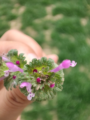 henbit deadnettle