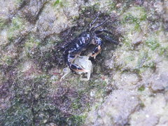 Pachygrapsus socius