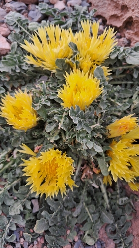 Centaurea gattefossei
