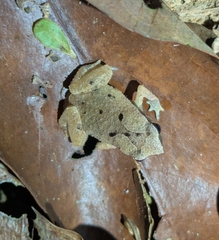 Tioman Sticky Frog photo 1