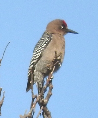 Melanerpes hypopolius