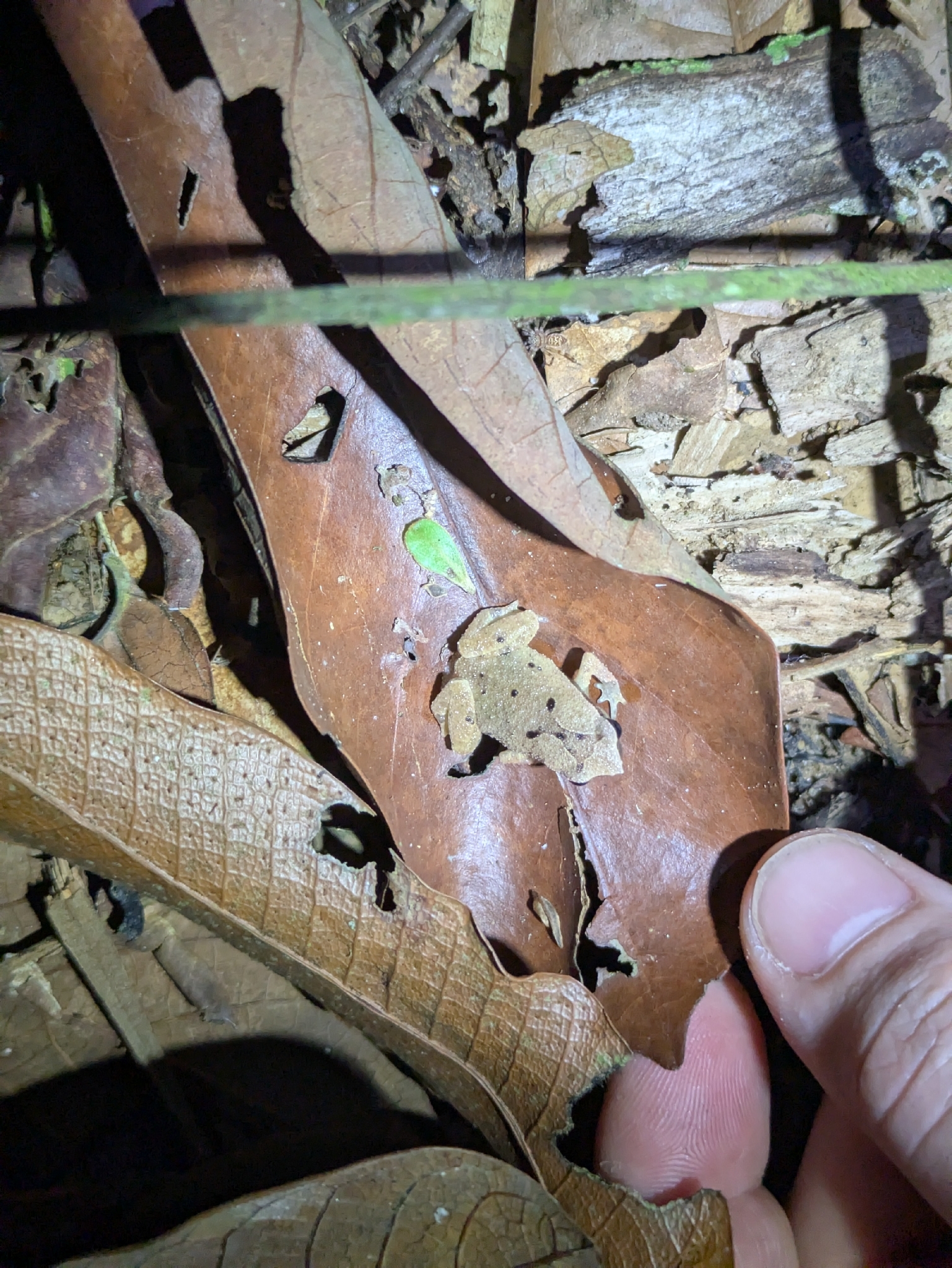 Tioman Sticky Frog photo 3